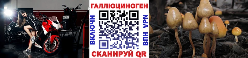 сколько стоит Пущино Псилоцибиновые грибы Cubensis